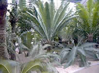 Cycads1