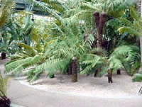 Cycads2