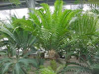 Encephalartos1
