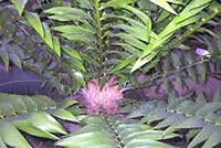 Encephalartos2