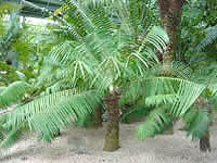 Microcycas1